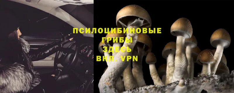 omg маркетплейс  даркнет сайт  Железноводск  Псилоцибиновые грибы Magic Shrooms 